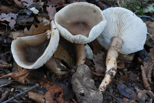 uscita prima della nevicata